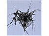 Photo of Cirripedia: larval stages